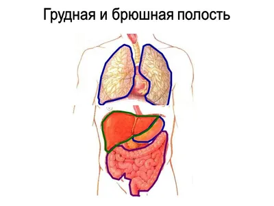 Презентация "Строение тела человека"