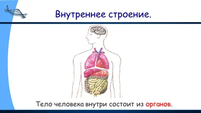 Тест "Строение тела человека"