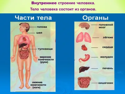 ТЕМАТИЧЕСКАЯ ПОДБОРКА " ТЕЛО ЧЕЛОВЕКА" | Я - воспитатель | Дзен