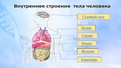 Презентация по окружающему миру на тему "Строение тела человека" (2 класс)