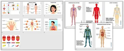 Дошкольникам о внешнем и внутреннем строении человека в методическом  комплексе