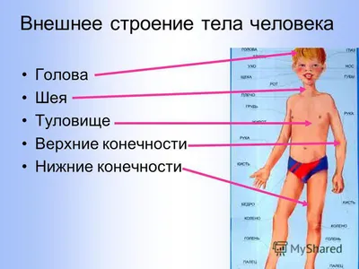 Строение человека фото » Прикольные картинки: скачать бесплатно на рабочий  стол