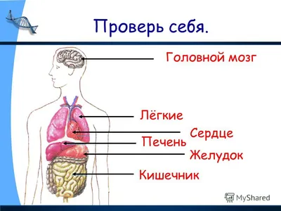 Тело человека: 16 демонстрационных картинок с текстом на обороте - купить  книгу с доставкой в интернет-магазине «Читай-город». ISBN: 978-5-99-491296-6