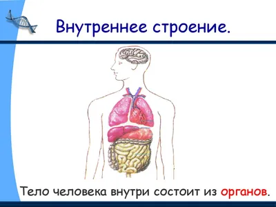 Иллюстрация 7 из 11 для Раздаточные карточки. Тело человека | Лабиринт -  книги. Источник: Ратникова Надежда