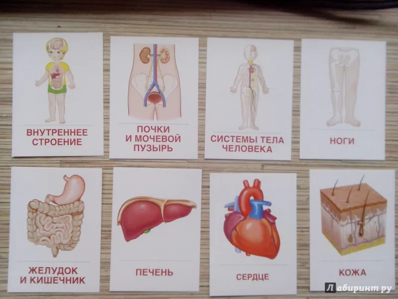 Название групп органов. Карточки тело человека. Организм человека для дошкольников. Строение человека для детей. Органы тела для дошкольников.