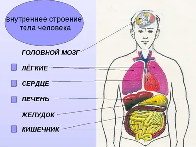 Окружающий мир. Строение тела человека.