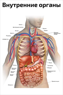 Расположение внутренних органов анатомии человека | Бесплатно векторы
