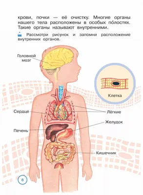 Взаимное расположение внутренних органов и скелета человека (постер). |  Анатомия, Эндокринная система, Человек