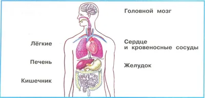 Расположение внутренних органов - картинка