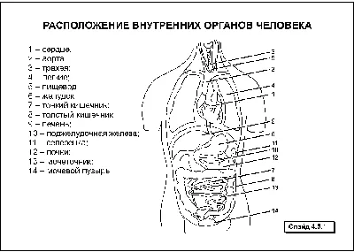 Пищеварительная система : нормальная анатомия | e-Anatomy