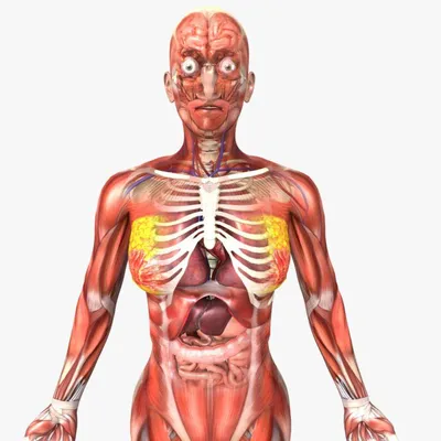 Расположение органов человека: фото с описанием