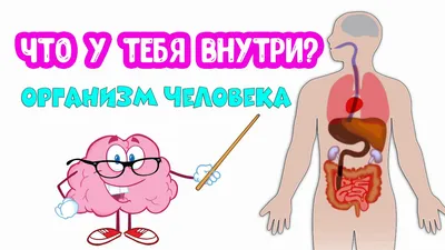 Органы человека: расположение в картинках. Анатомия частей тела