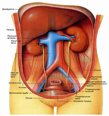 Внутренние органы человека и анатомия скелета. | Премиум векторы
