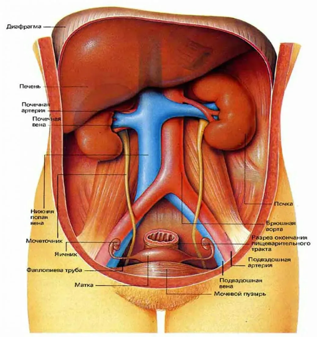 Внутренние половое строение женщины. Строение женских внутренних органов брюшной полости. Расположение внутренних органов человека в брюшной полости женщины. Внутреннее строение брюшной полости человека. Анатомия человека внутренние органы брюшной полости женщины.
