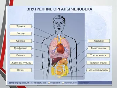 Билим булагы – Биология:Органы и системы органов человека