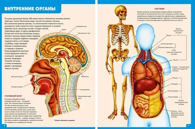 Билим булагы – Биология:Органы и системы органов человека