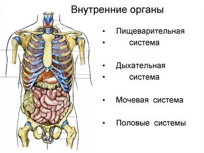 Организм ЧЕЛОВЕКА. Что у тебя внутри? - YouTube