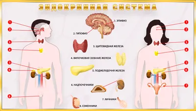 Внутренние органы человека Модель человеческого тела Стоковое Фото -  изображение насчитывающей кишечники, думмично: 88496576