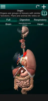 Расположение желудка в организме, пищеварительной системе человека  Векторное изображение ©mariaaverburg 191851720