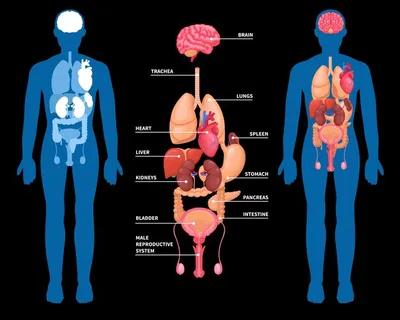Как Расположены Внутренние Органы? Анатомия Человека + Картинки | Анатомия,  Картинки, Человек