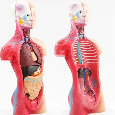 Квинг Внутренние органы человека анатомический плакат 45х61см
