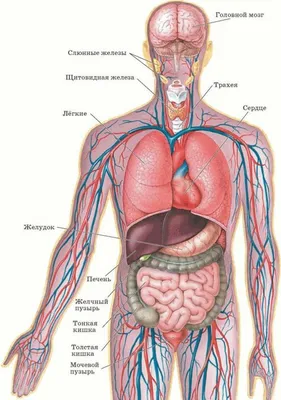 Плакат А1 ламинир. Внутренние органы человека медицинский плакат 610x914 мм  — купить в интернет-магазине по низкой цене на Яндекс Маркете