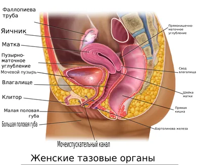 Анатомия человека. Строение и расположение внутренних органов человека.  Органы грудной клетки, брюшной полости, о… | Учащиеся медучилища, Анатомия  человека, Человек