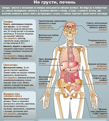 Картинки органы человека (47 фото) » Картинки, раскраски и трафареты для  всех - 