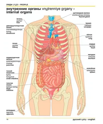 Картинки внутренних органов (49 фото) » Юмор, позитив и много смешных  картинок
