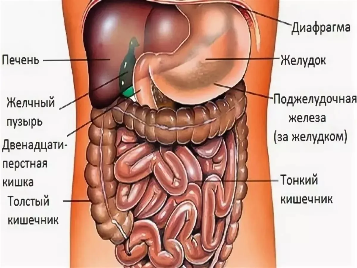 Анатомия мужчины фото с описанием. Анатомия органов человека брюшной полости. Анатомия брюшной полости селезенка. Строение внутренних органов человека брюшная полость. Строение внутренних органов женщины брюшная полость.