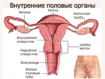 Ннутренние органы человека: картинки брюшной полости | Заболевания, Диета  при язве, Человек