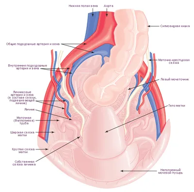 Анатомия женщины: внутренние органы :: 