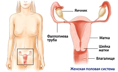 Заболевания органов малого таза у мужчин и женщин