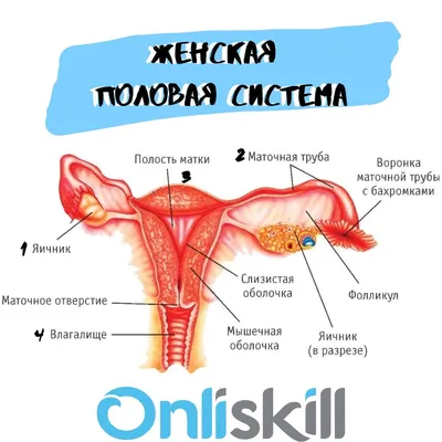 Анатомия: Наружные женские половые органы. Женская половая область. Лобок