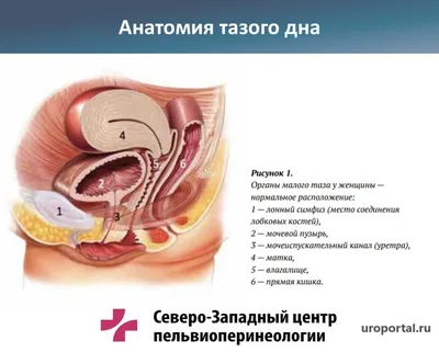 Анатомия и функционирование мужской репродуктивной системы