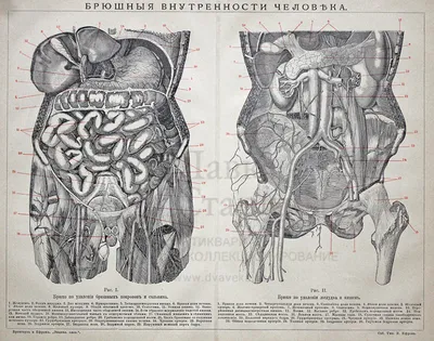 Внутренние органы человека красиво» — создано в Шедевруме
