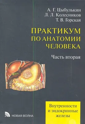 Внутренние органы человека PNG , Человеческая ткань, орган, Медицинское  лечение PNG картинки и пнг PSD рисунок для бесплатной загрузки