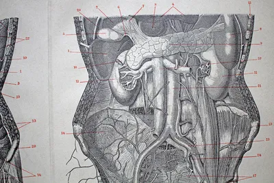 Купить старинную гравюру «Брюшные внутренности человека».