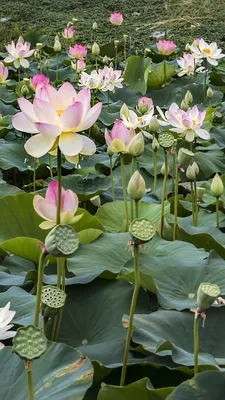 Фотографии Цветы Водяные лилии Много Бутон 1080x1920