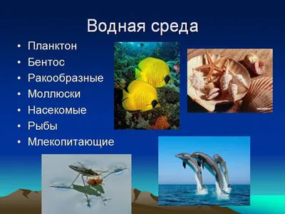 доклат на тему водная среда обитания - Школьные Знания.com