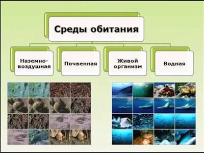 10. Адаптации организмов к жизни в воде. Экологические группы водных  животных : *Экологические группы водных животных