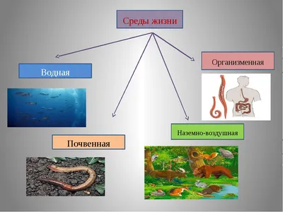 Конспект урока по биологии