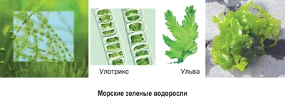 1. Охарактеризуйте особенности водной среды жизни. | Шпаргалки Экология и  охрана окружающей среды | Docsity