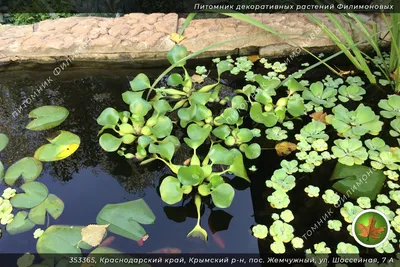 Зимостойкие водные растения | Интернет-магазин садовых растений