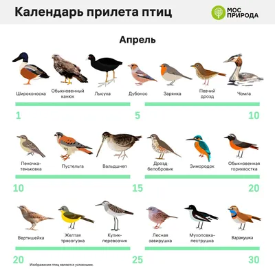 13 птиц, которые обитают только в России - Узнай Россию