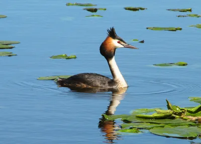 картинки : утка, Водяная птица, клюв, Водоплавающих птиц, Утки, geese and  swans, воды, Дикая природа, Унылый, крыло, перо, морские птицы, кряква,  домашний скот, Слияние 4630x3091 - - 1510505 - красивые картинки - PxHere