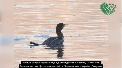 Пермяки смогут принять участие в зимнем учёте водоплавающих птиц | СОБЫТИЯ  | ГОРОД | АиФ Пермь