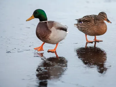 Водоплавающие птицы — Википедия