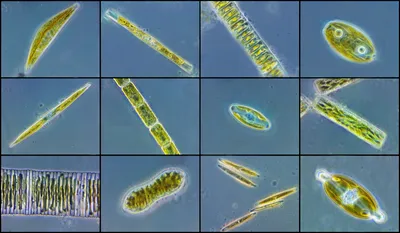 ➤ Водоросли для аквариума - AquaPortal