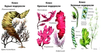 СРОК ГОДНОСТИ  Соль для ванн SAVONRY SEAWEED экстракт водорослей 600  гр купить. Отзывы, способ применения